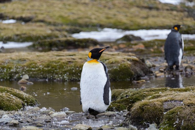 Manchots royaux en Antarctique