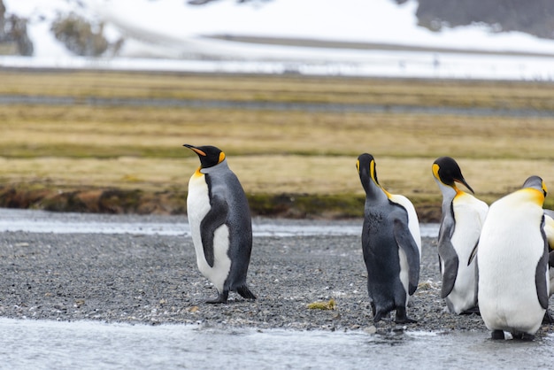 Photo manchots royaux en antarctique