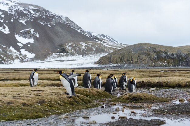 Manchots royaux en Antarctique