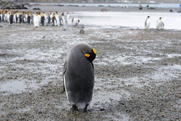 Manchots royaux avec des chiks sur l'île de Géorgie du Sud