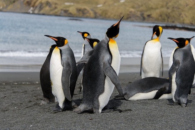 Manchots royaux sur l'île de Géorgie du Sud