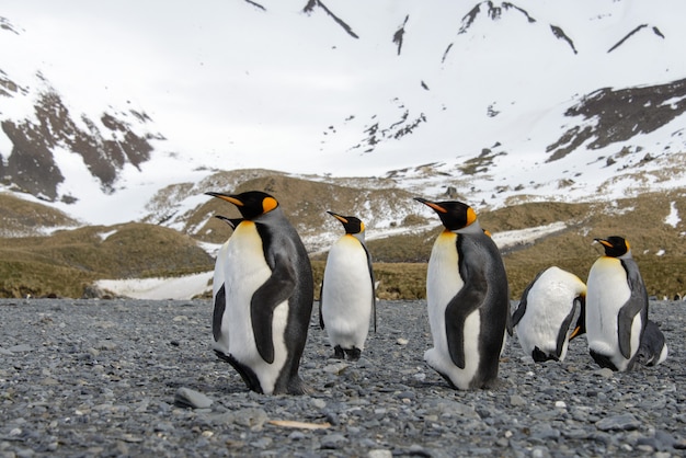 Manchots royaux sur l'île de Géorgie du Sud