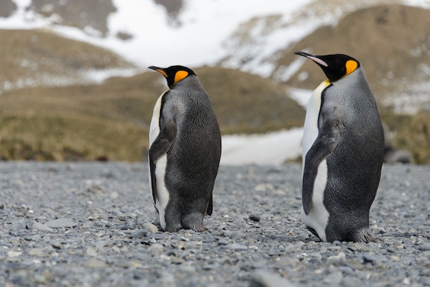 Manchots royaux sur l'île de Géorgie du Sud