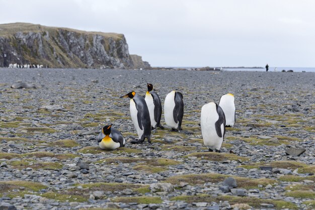 Manchots royaux sur l'île de Géorgie du Sud