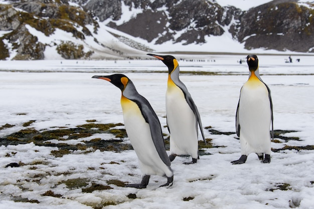 Manchots royaux sur l'île de Géorgie du Sud