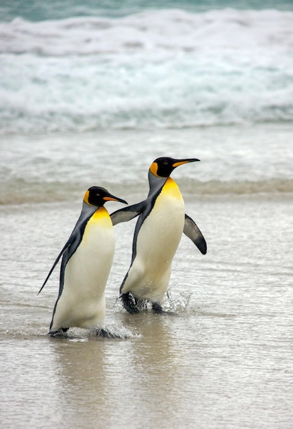 Manchots royaux Îles Falkland