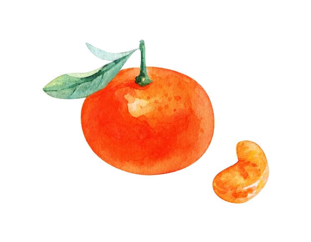 Mandarin aquarelle dessiné à la main sur fond blanc