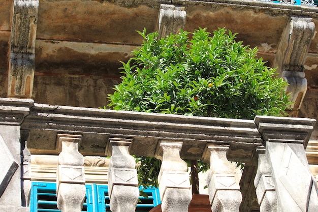 Mandarin dans le vieux balcon antique sur le Monténégro, l'Europe.