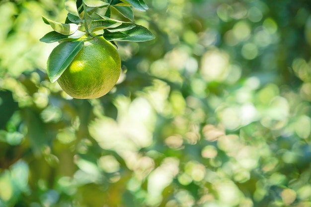 Mandarine fraîche sur l'arbre dans le verger orange avec rétro-éclairage du soleil.