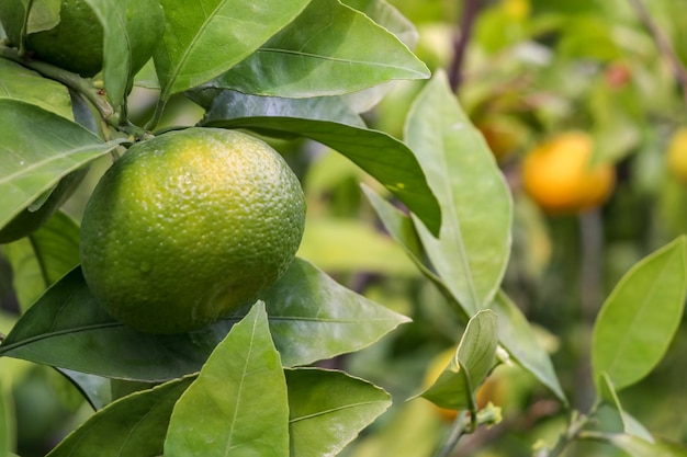 Mandarine fraîche dans le jardin. Photo conceptuelle de l'agriculture.