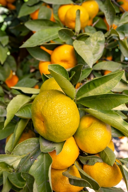 Mandarine fraîche dans le jardin. Photo conceptuelle de l'agriculture.