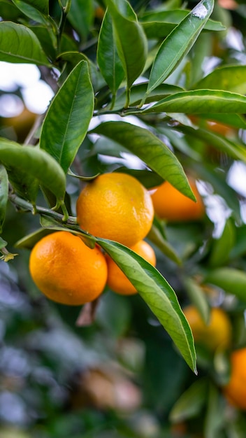 Mandarine avec des fruits mûrs de mandarine orange sur les branches