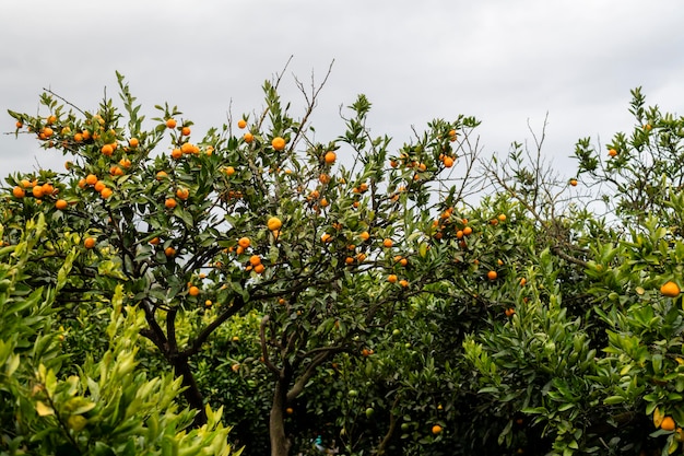 Mandarine avec des fruits mûrs de mandarine orange sur les branches