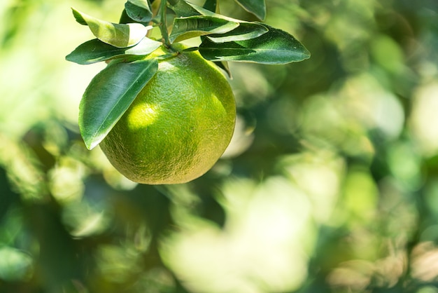 Mandarine mandarine mûre fraîche sur l'arbre dans le verger du jardin orange avec rétroéclairage du soleil.