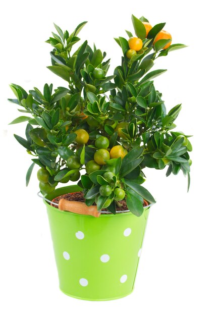 Mandarine en pot vert isolé sur mur blanc