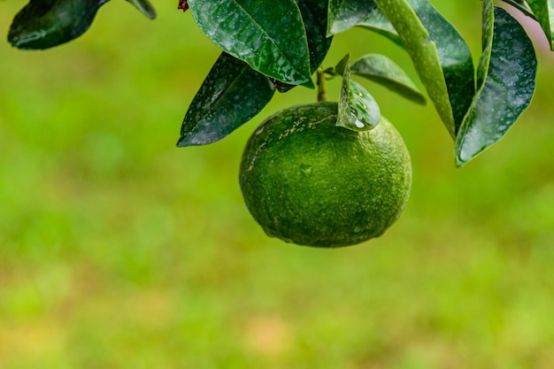 Mandarine verte sur arbre au verger