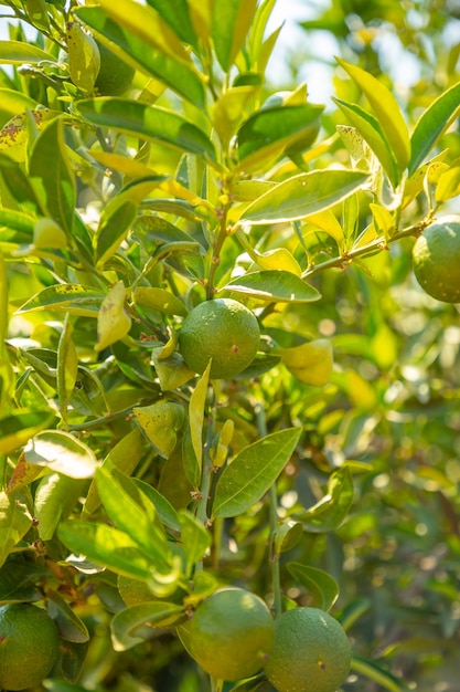 Mandarine verte sur arbre dans les jardins près de la grotte de Karain à Antalya Turquie