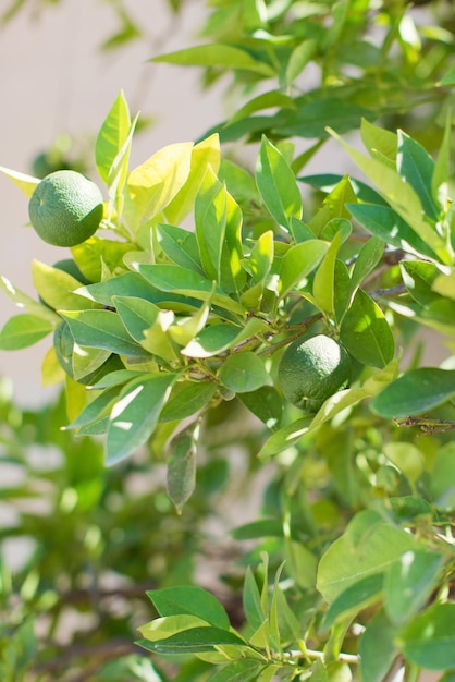 Mandarine verte oranger close up