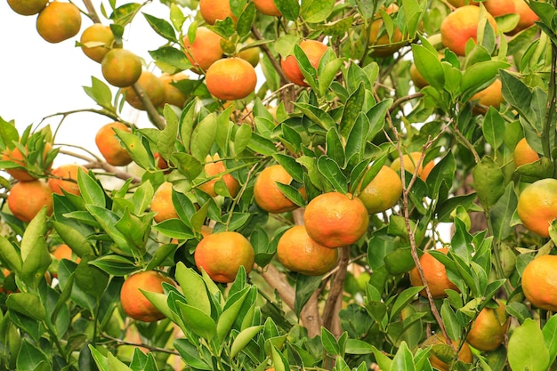 mandarines sur l'arbre dans le jardin fruits orange dans le jardin orange fraîche sur l'arbre