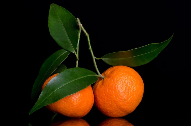 Mandarines sur une branche avec des feuilles