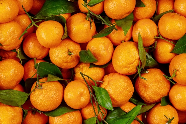 Mandarines de Californie mûres avec des feuilles vertes