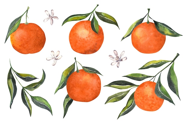 Photo mandarines dans des feuilles vertes motif sans couture en aquarelle