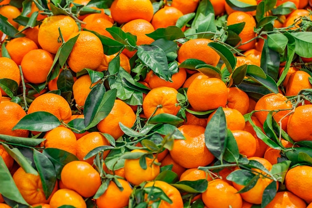 Mandarines avec feuilles entières en vrac sur mise au point sélective des supermarchés