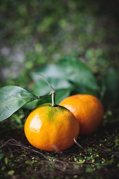 Mandarines avec des feuilles sur une table de pays à l'ancienne