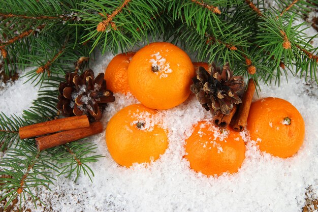 Mandarines mûres avec branche de sapin dans la neige se bouchent