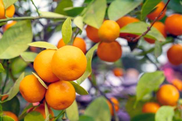 Mandarines orange mûres sur une branche.