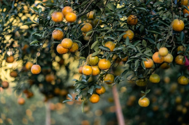 Mandarines ou Sai Nam Phueng Orange farm