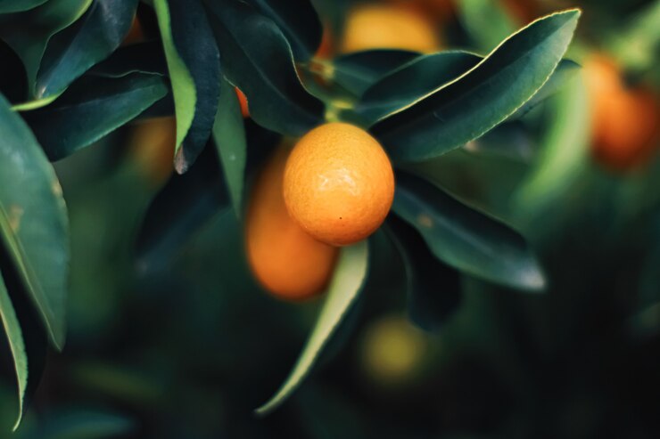 Mandarinier dans le jardin de fruits exotiques, les aliments biologiques et le concept de plantes fructueuses