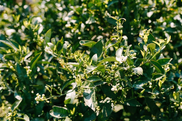 Un mandarinier en fleurs petites fleurs blanches sur les branches