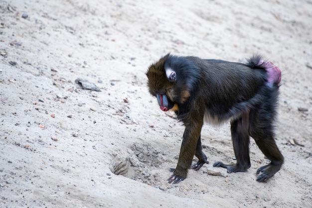 Mandrill marche sur le sable singe marche sur le sable vue latérale