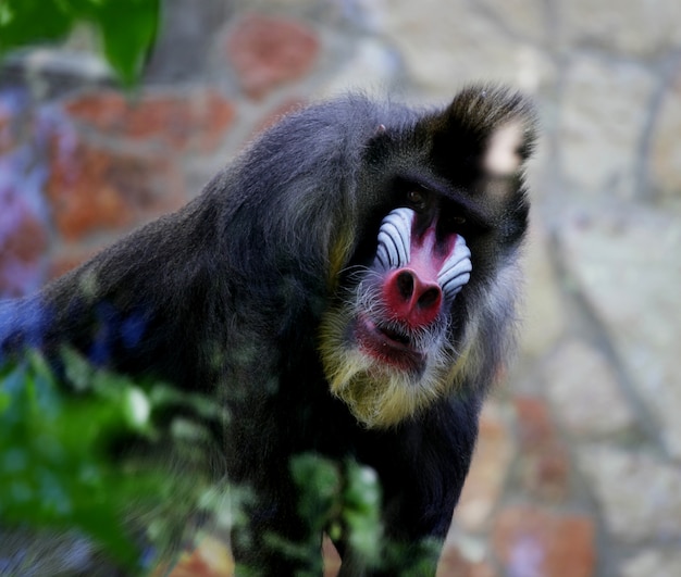 Mandrill. Singe au zoo.