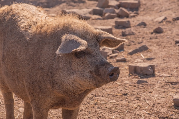 Mangalica une race hongroise de porc domestique.