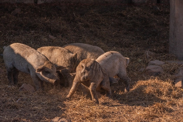 Mangalica une race hongroise de porc domestique.