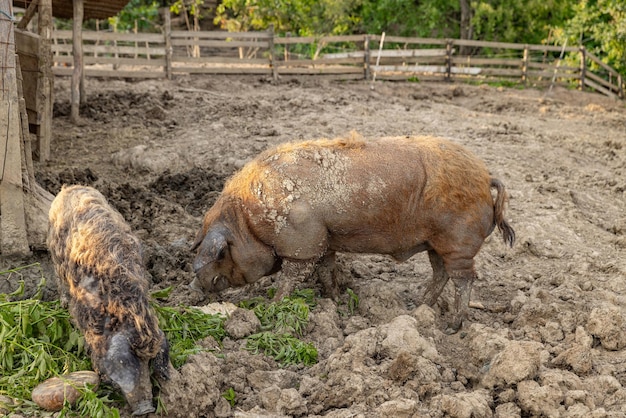 Mangalica une race hongroise