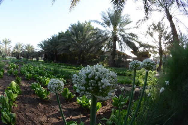 mangé du palmier de la famille des palmiers cultivé pour ses fruits comestibles sucrés