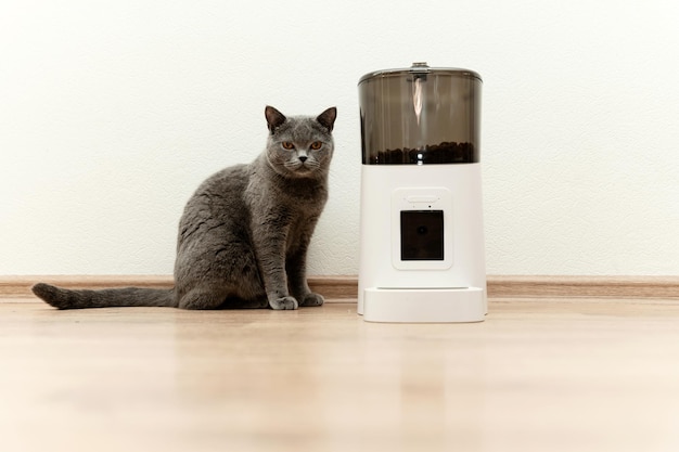 Mangeoire intelligente pour chats Le chat écossais attend de la nourriture pour animaux de compagnie