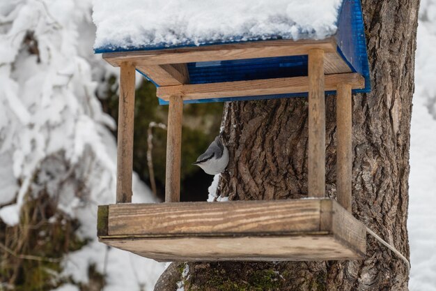 Mangeoire à oiseaux en bois recouverte de neige et sittelle suspendue dans la forêt d'hiver