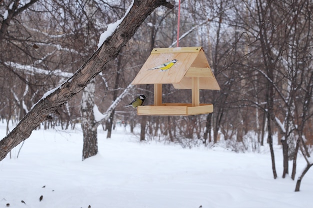 Mangeoire à oiseaux d'hiver dans un parc