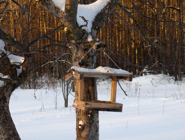 Mangeoire à oiseaux maison dans un parc d'hiver Prendre soin des animaux