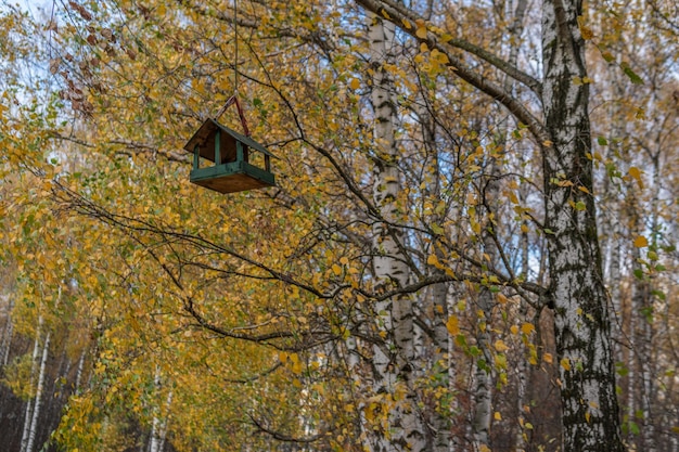 Mangeoire à oiseaux pour voler de beaux poussins sur un arbre suspendu sur le fond de la forêt