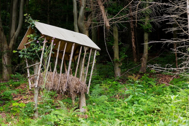 Photo mangeoire pour animaux en forêt