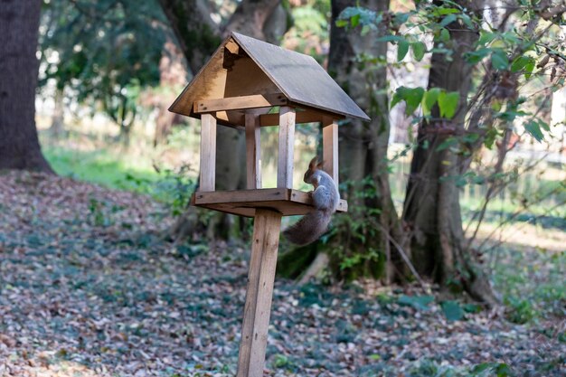 Mangeoire pour écureuils et animaux sauvages dans la forêt l'écureuil mange de la nourriture