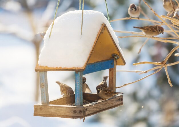 Photo mangeoire pour moineau oiseau