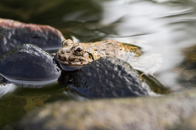 Manger du crabe grenouille ou grenouille de mangrove Fejervarya cancrivora sur la faune de la rivière