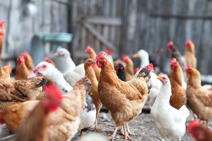 Photo manger des oies et du poulet à la ferme