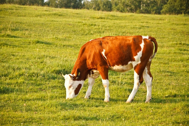 Manger de la vache